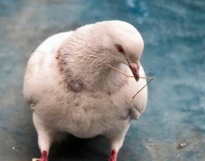 Průmysl hovězího masa je jedním z nových speciálních odvětví drůbeže