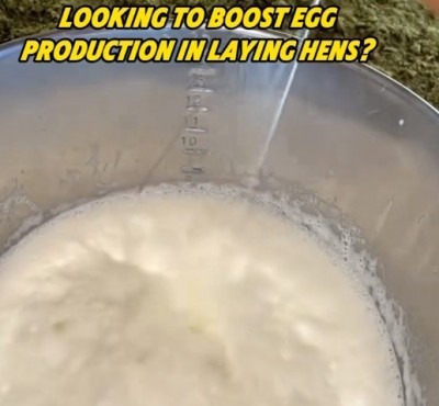 Chcete zvýšit produkci vajec u slepic?